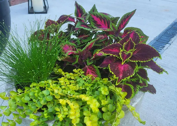 Apartamento Lily - Self Checkin - Parking - 40m2